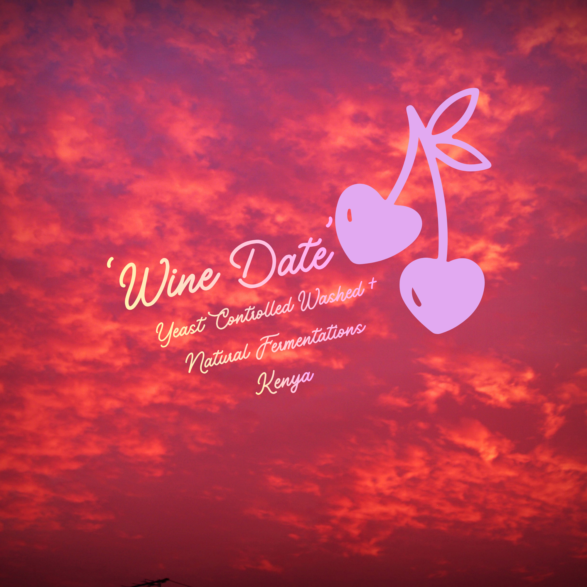 Wine Date - Kenya Washed + Natural Blend