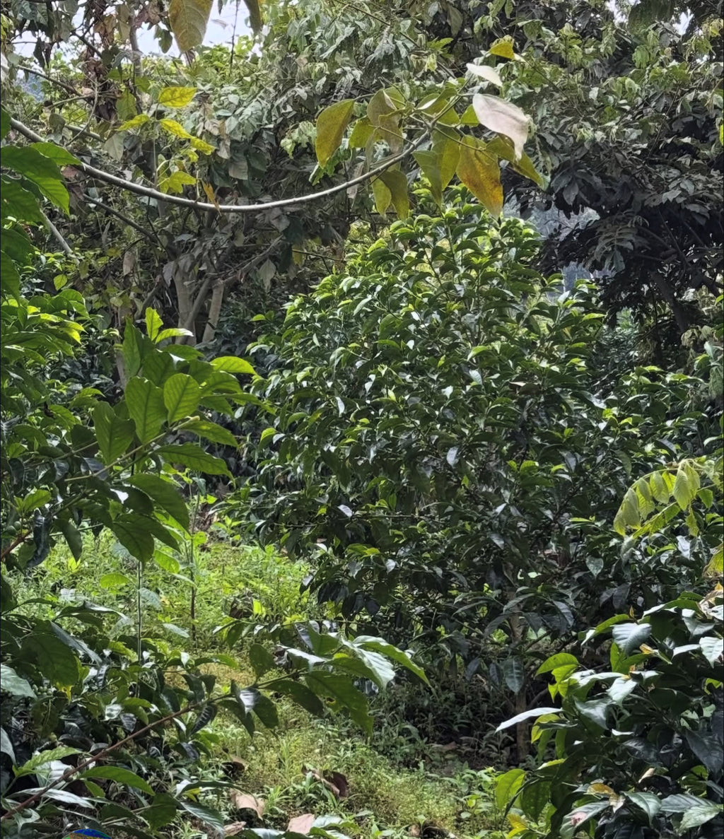 Oswaldo Ore - Qillu Rumi, Peru SL9 120g