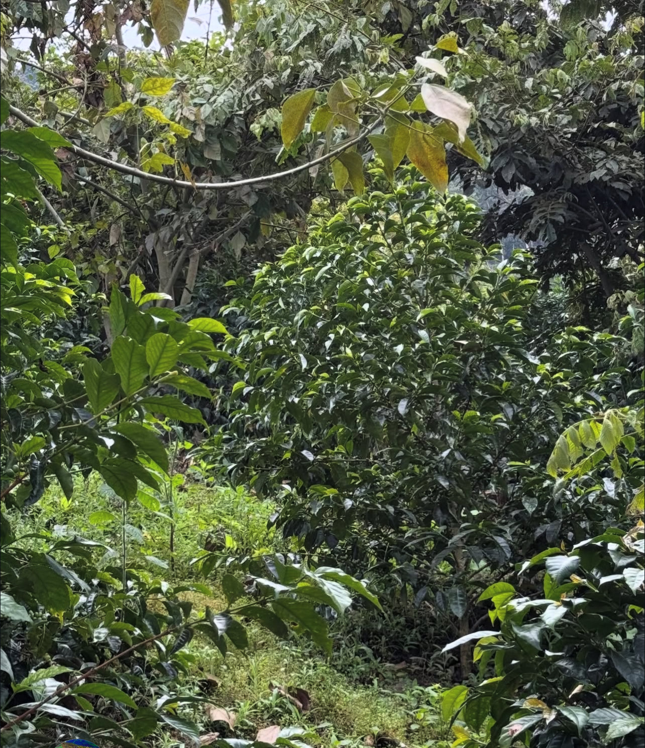 Oswaldo Ore - Qillu Rumi, Peru SL9 120g