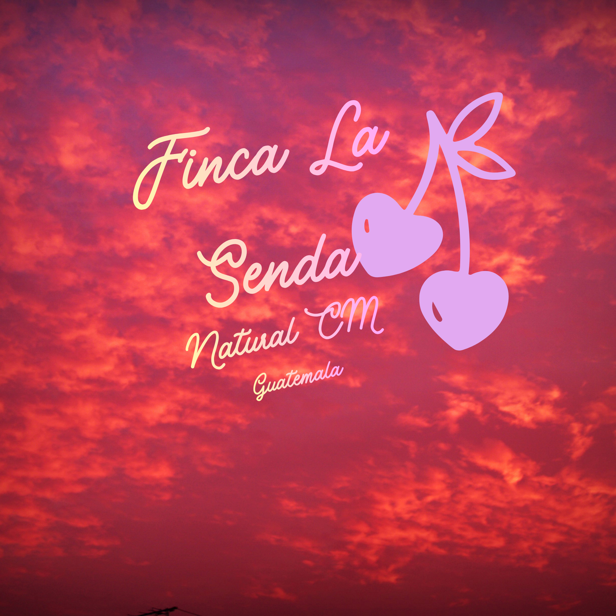 Finca La Senda Double Carbonic Maceration - Guatemala
